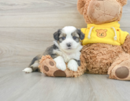 6 week old Saussie Puppy For Sale - Premier Pups