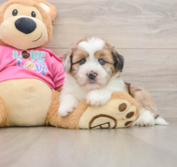 5 week old Saussie Puppy For Sale - Premier Pups