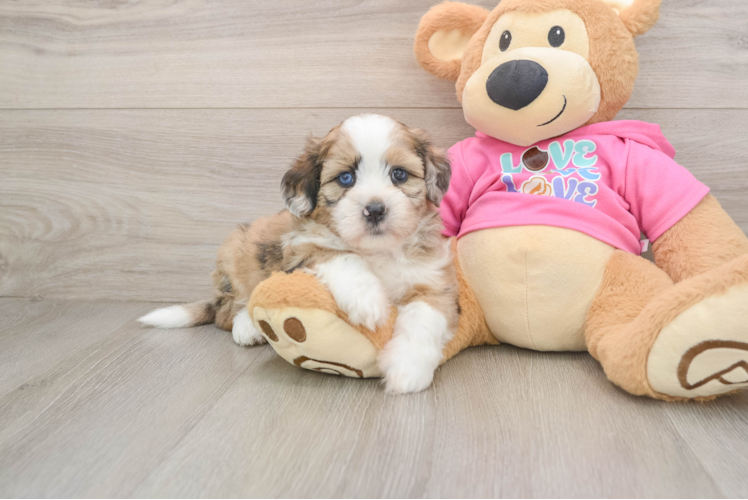 Best Saussie Baby