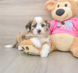 5 week old Saussie Puppy For Sale - Premier Pups