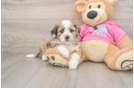 Best Saussie Baby