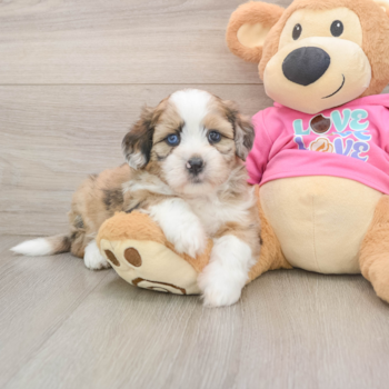Best Saussie Baby