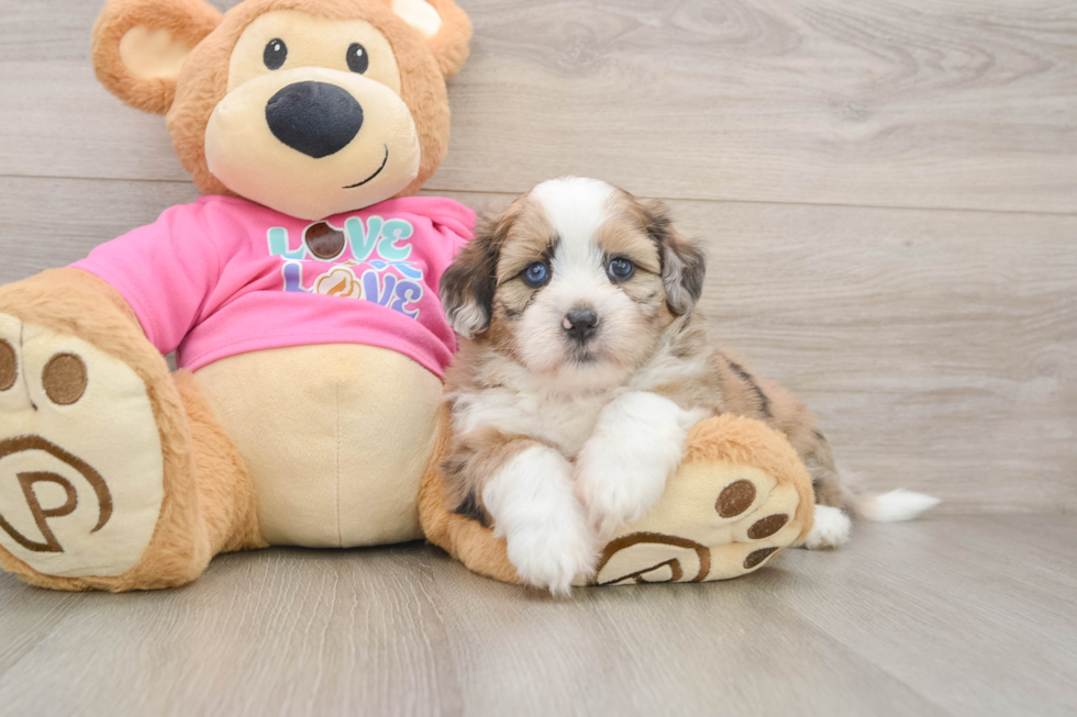Saussie Pup Being Cute