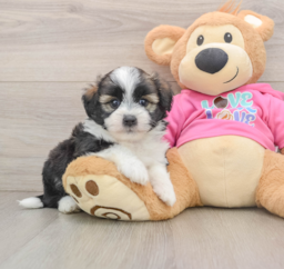 5 week old Saussie Puppy For Sale - Premier Pups