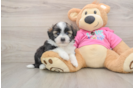 Cute Saussie Baby