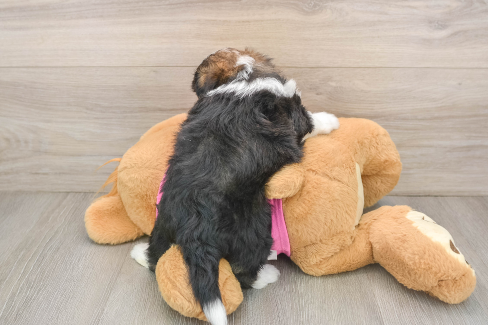 Cute Saussie Designer Pup