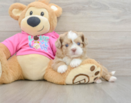 8 week old Saussie Puppy For Sale - Premier Pups