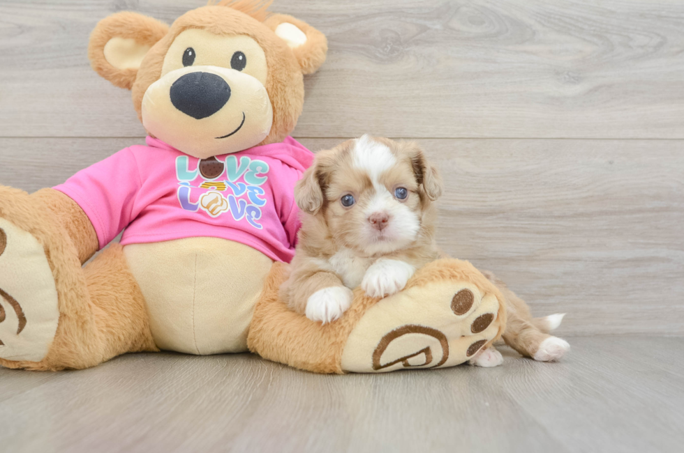 6 week old Saussie Puppy For Sale - Premier Pups