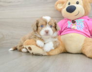 8 week old Saussie Puppy For Sale - Premier Pups