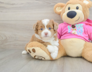 6 week old Saussie Puppy For Sale - Premier Pups