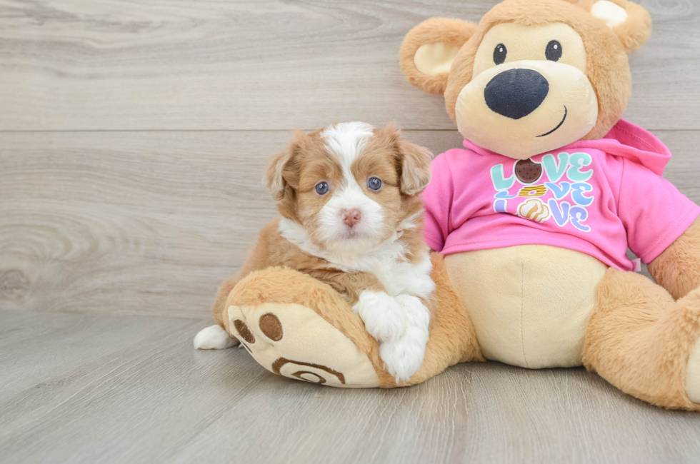 6 week old Saussie Puppy For Sale - Premier Pups