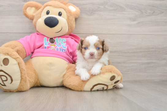 Cute Ausstzu Designer Puppy