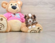 5 week old Saussie Puppy For Sale - Premier Pups