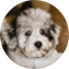 Mini Schnoodle Puppy For Sale - Premier Pups Mini Schnoodle Puppy For Sale - Premier Pups