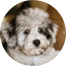 Mini Schnoodle Puppies For Sale - Premier Pups Mini Schnoodle Puppies For Sale - Premier Pups