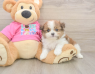 5 week old Shih Pom Puppy For Sale - Premier Pups