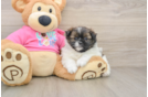 Shih Pom Pup Being Cute