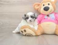5 week old Shih Pom Puppy For Sale - Premier Pups