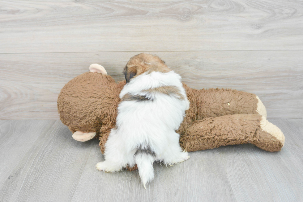 Shih Pom Pup Being Cute