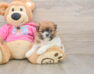 5 week old Shih Pom Puppy For Sale - Premier Pups