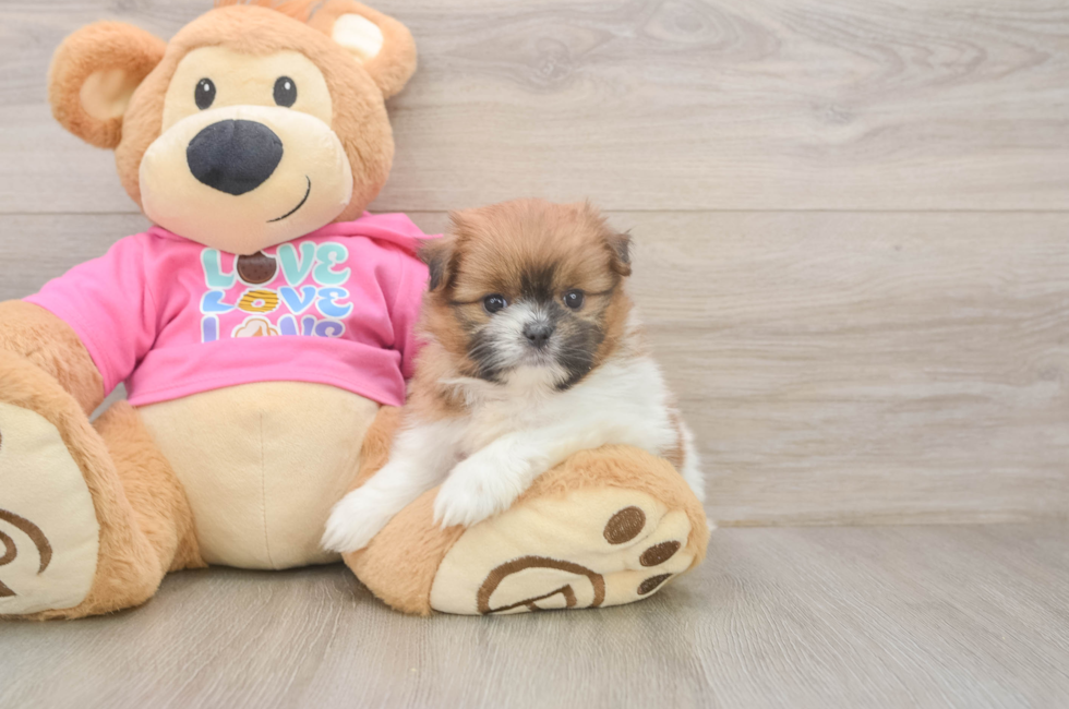 5 week old Shih Pom Puppy For Sale - Premier Pups