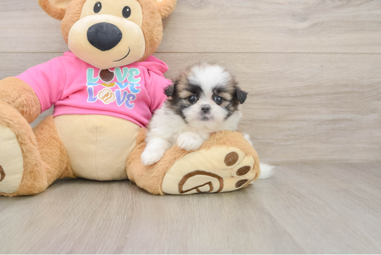 Best Shih Pom Baby