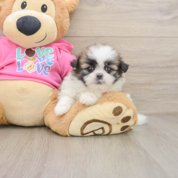 Best Shih Pom Baby