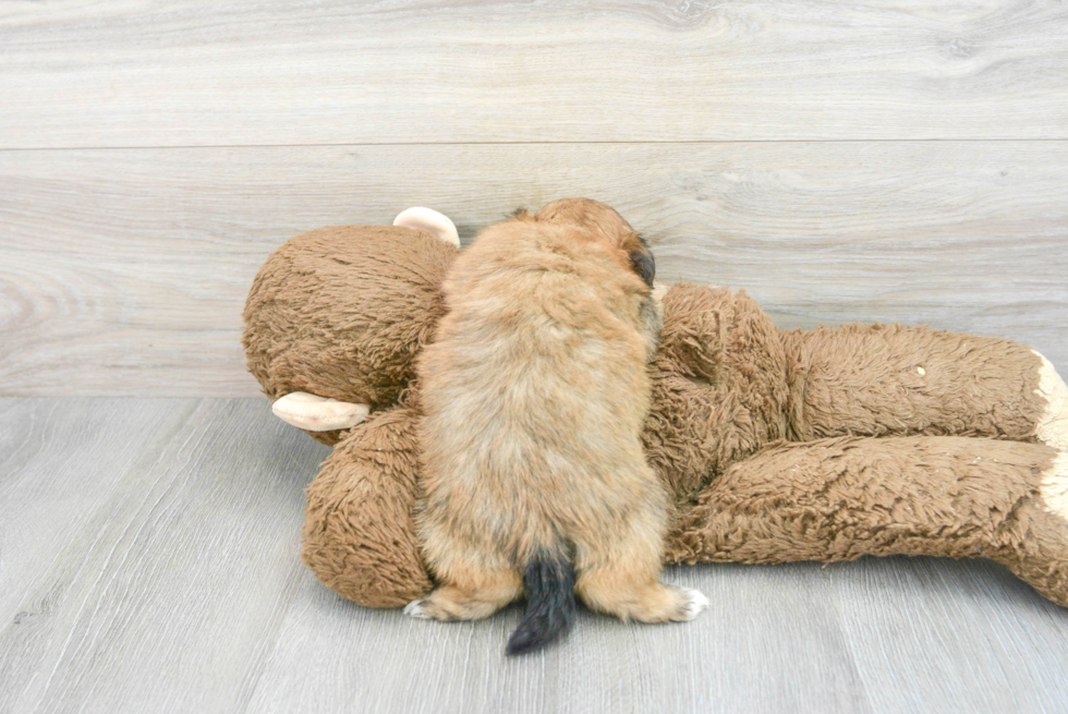 Shih Pom Pup Being Cute