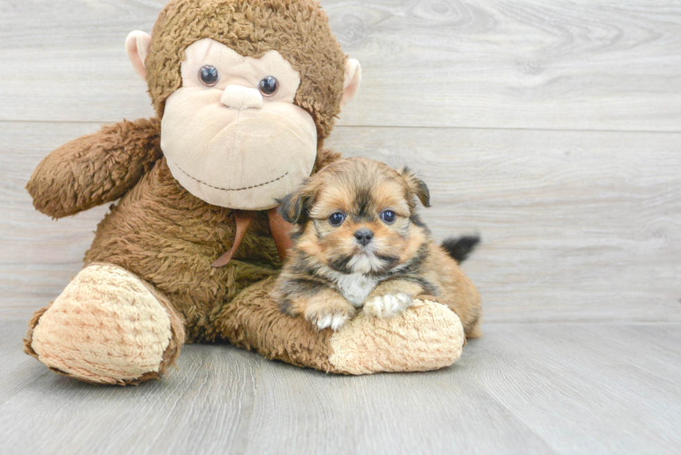 Fluffy Shih Pom Designer Pup