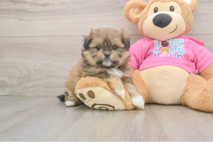 Little Pomatzu Designer Puppy
