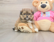 5 week old Shih Pom Puppy For Sale - Premier Pups