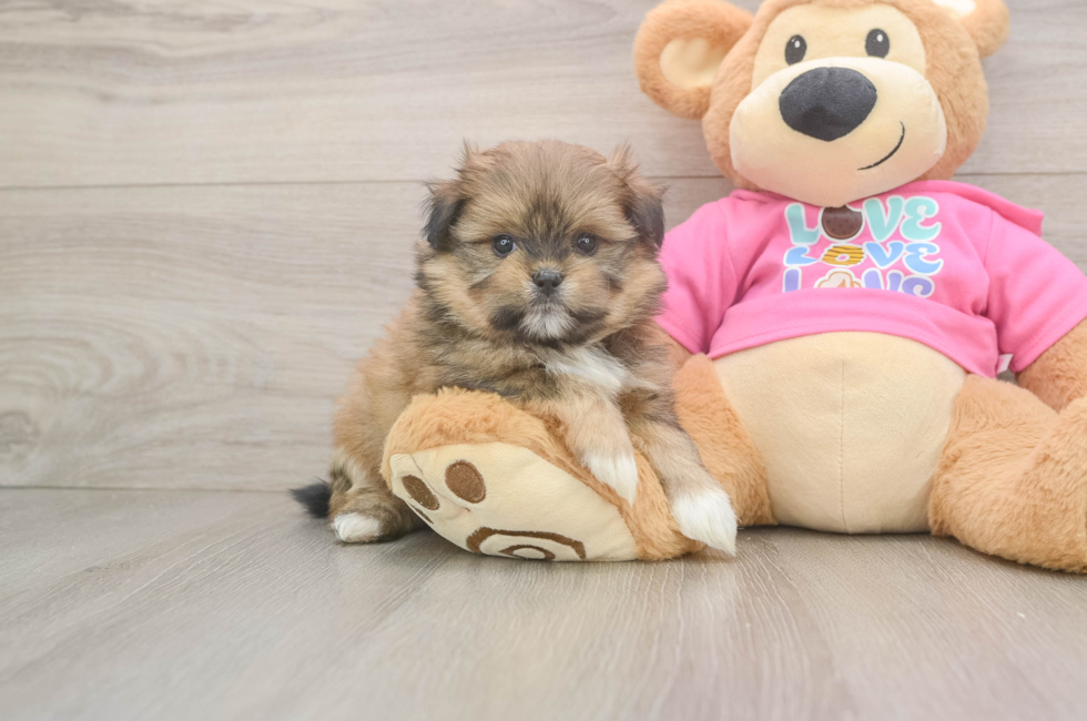 5 week old Shih Pom Puppy For Sale - Premier Pups