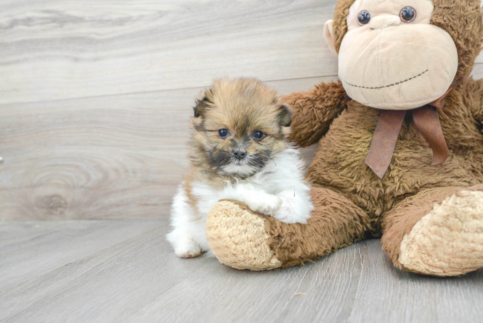 Shih Pom Puppy for Adoption