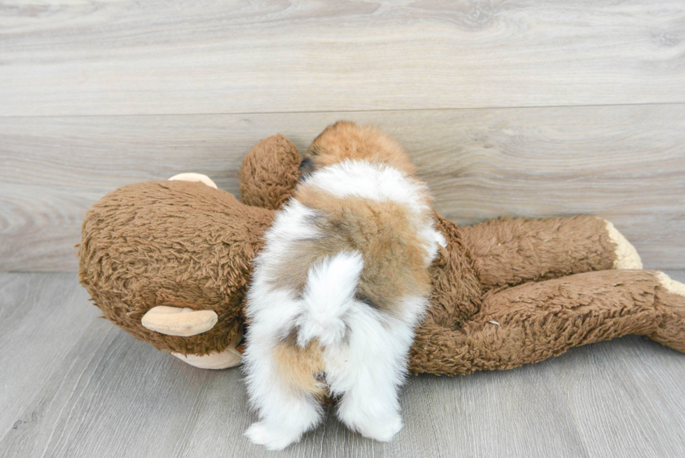 Small Shih Pom Baby