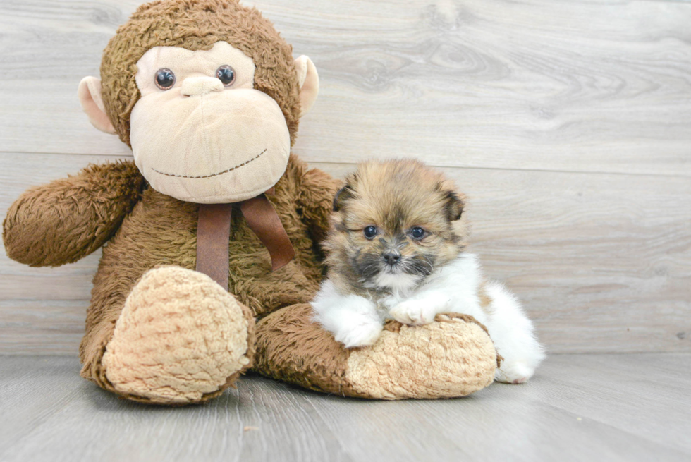 Energetic Pomeranian Designer Puppy