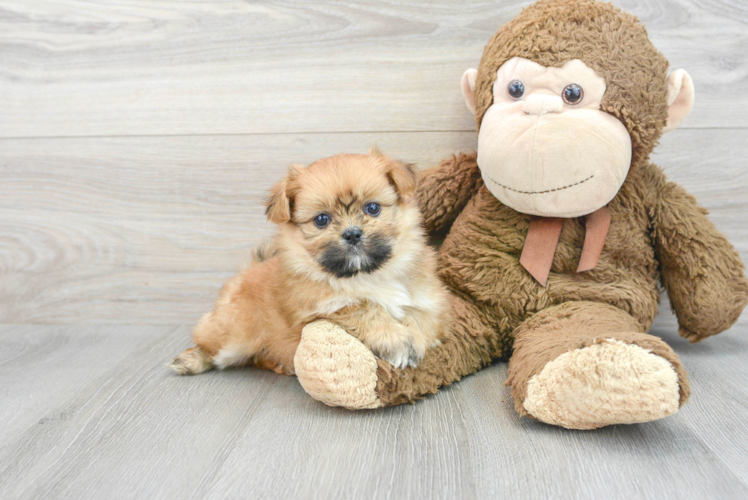 Shih Pom Pup Being Cute