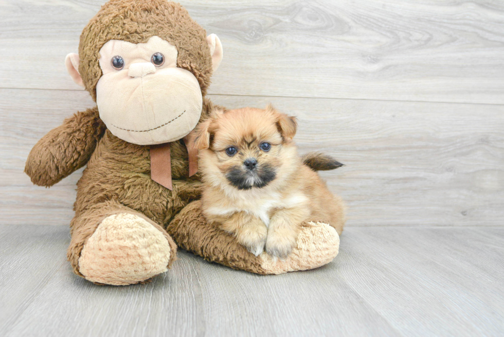 Funny Shih Pom Designer Pup