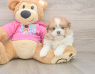 5 week old Shih Pom Puppy For Sale - Premier Pups