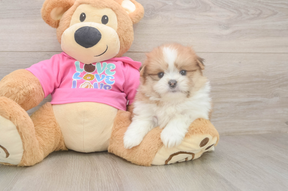 5 week old Shih Pom Puppy For Sale - Premier Pups