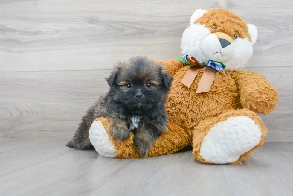 Energetic Pom Tzu Designer Puppy