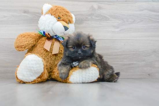 Little Pom Tzu Designer Puppy