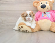 6 week old Shih Pom Puppy For Sale - Premier Pups