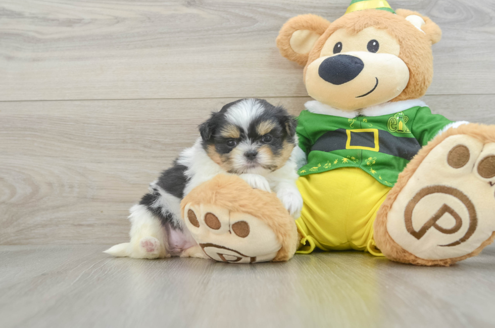 5 week old Shih Pom Puppy For Sale - Premier Pups