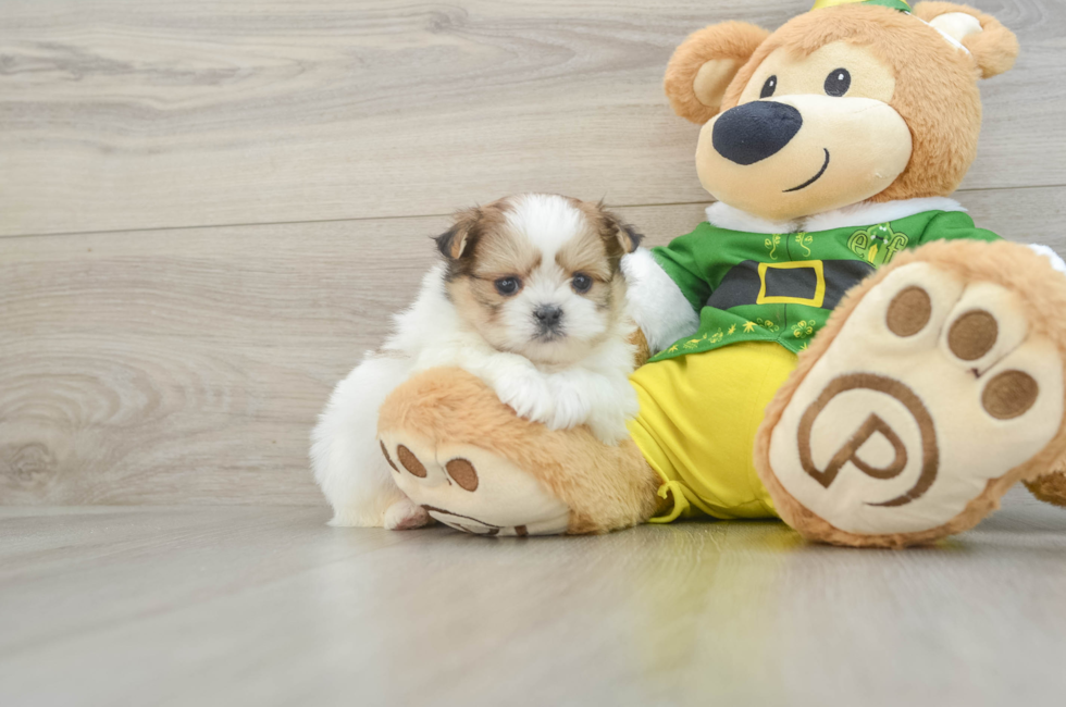 5 week old Shih Pom Puppy For Sale - Premier Pups