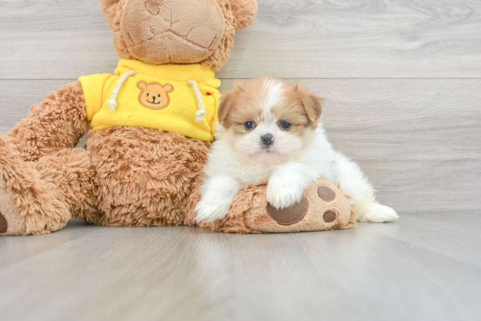 Adorable Pom Tzu Designer Puppy