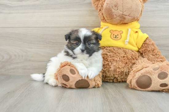 Shih Pom Pup Being Cute