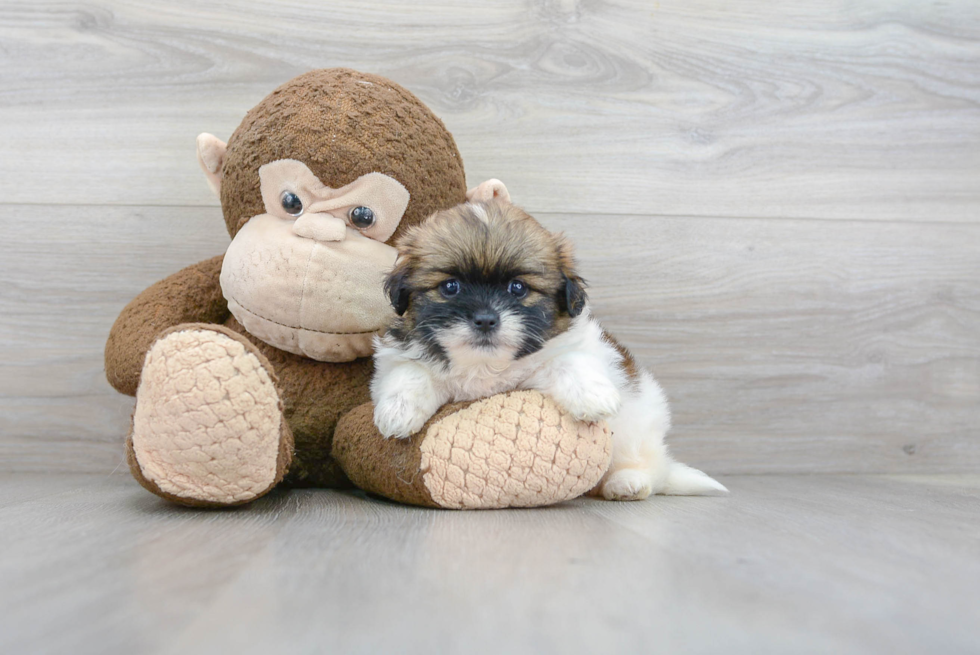 Shih Pom Puppy for Adoption