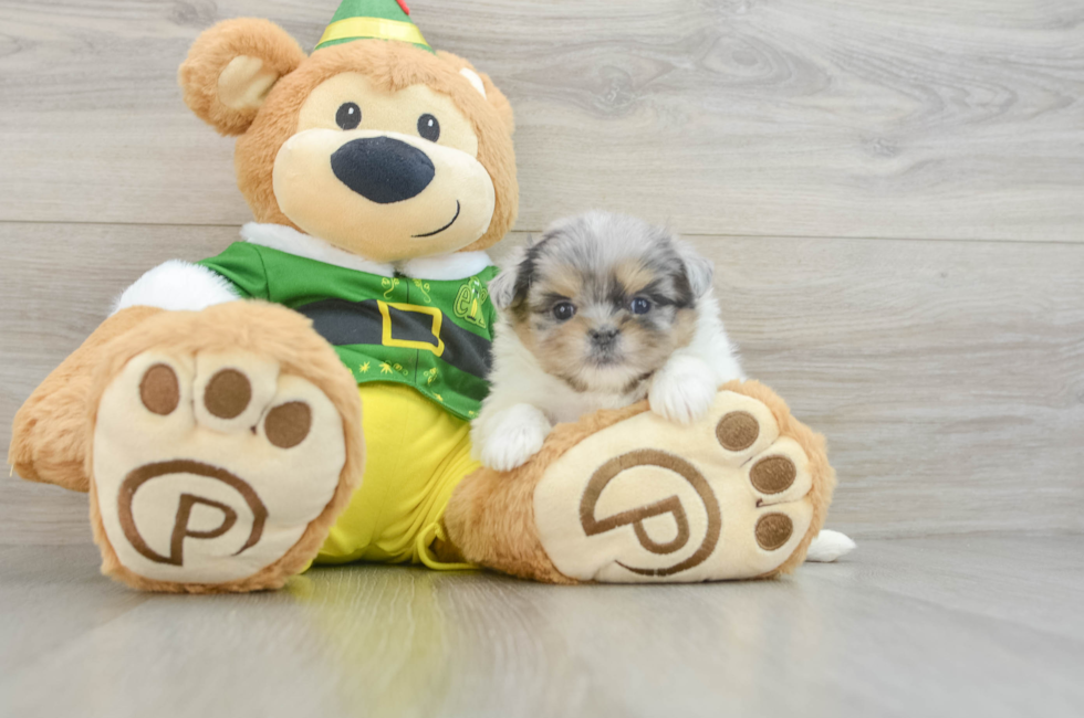 5 week old Shih Pom Puppy For Sale - Premier Pups