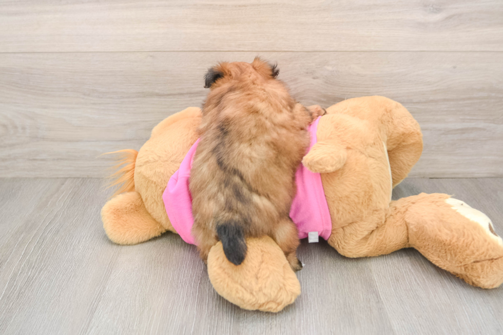 Shih Pom Pup Being Cute