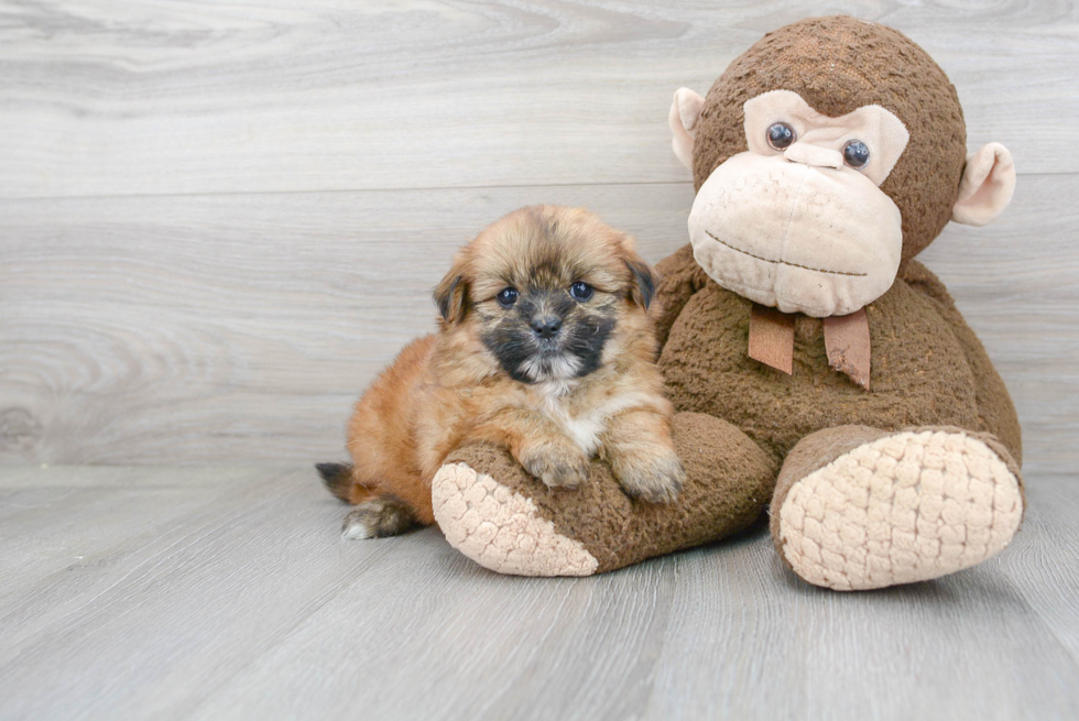 Best Shih Pom Baby